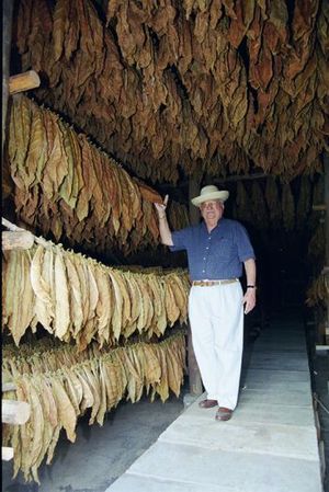 Tabaksbladen worden in schuren te drogen gehangen.